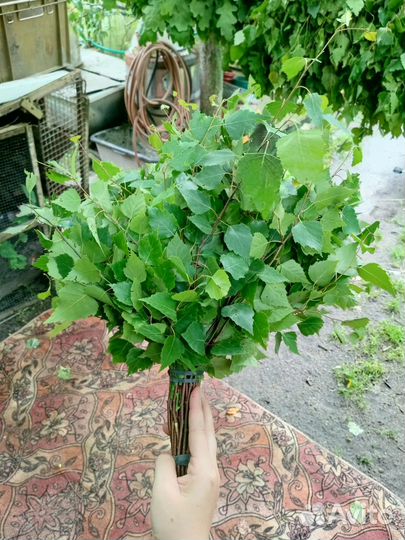 Дубовые, березовые веники для бани