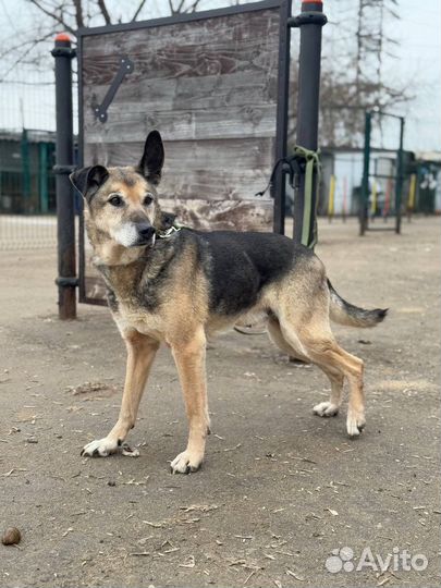 Собака в добрые руки