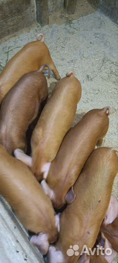 Поросята дюрок