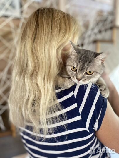 Шотландская кошечка бесплатно. очень ласковая