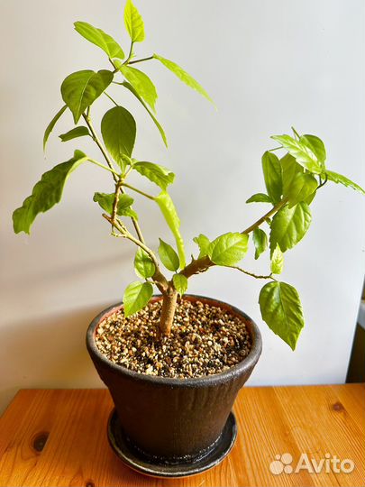 Комнатные растения крассула антуриум каланхоэ