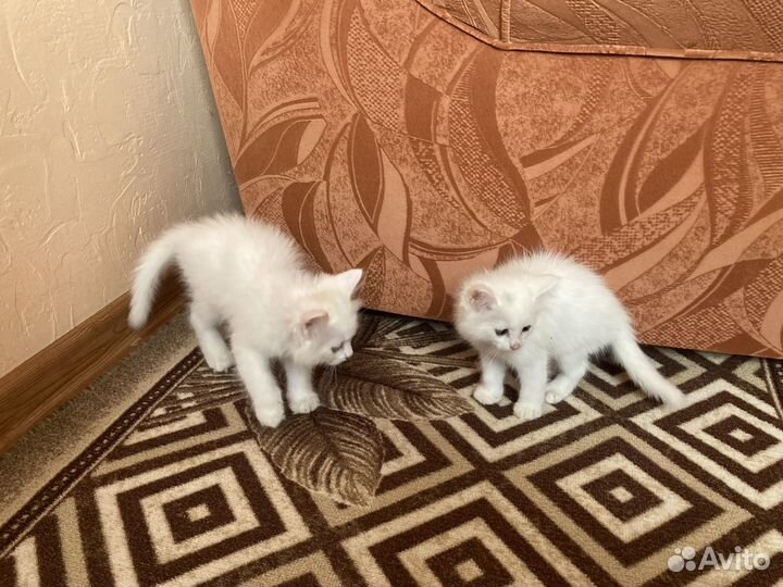 Котята белые и пушистые