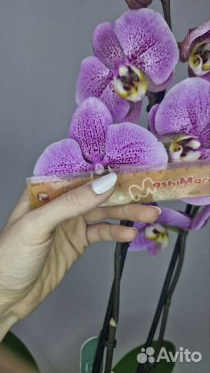 Орхидея Сиена