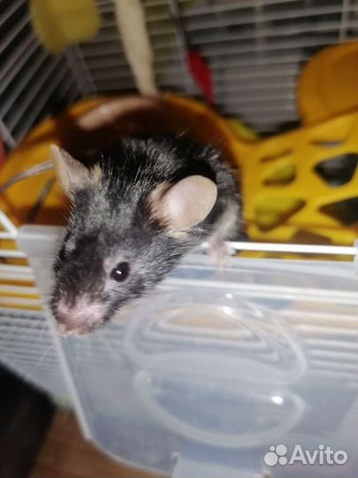 Мышь мальчик 9 месяцев