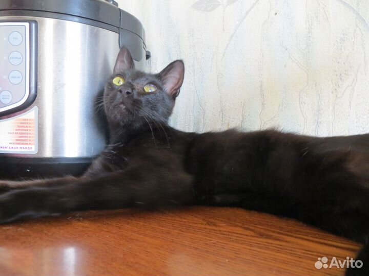 Отдадим кошечку в добрые руки