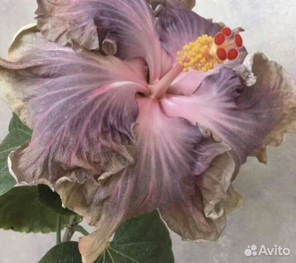 Продаю срез Гибискуса