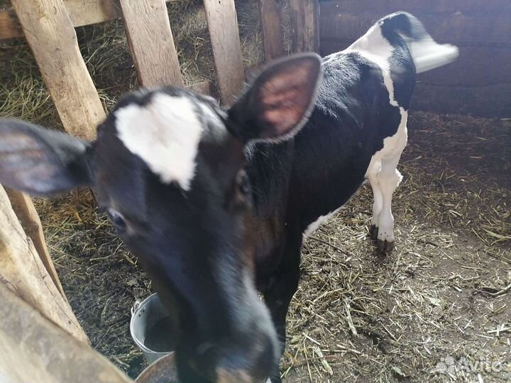 Телята и овцы