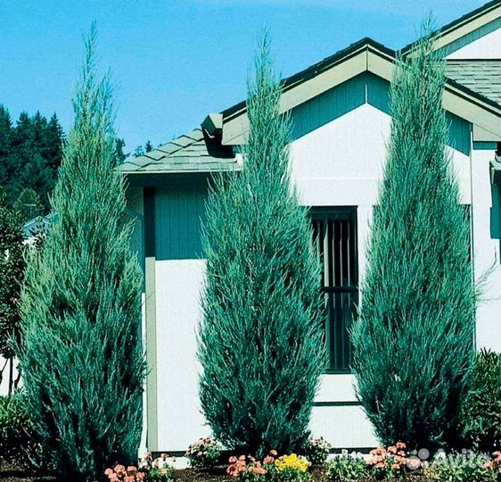 Можжевельник 