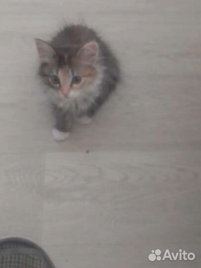 Отдаю бесплатно