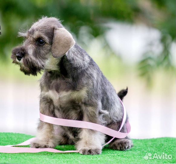 Цвергшнауцер