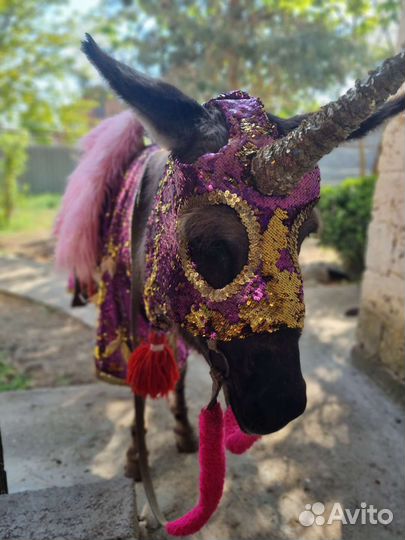 Продаю ослицу