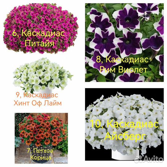 Укорененные черенки ампельных петуний