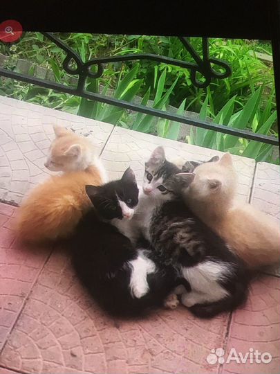 Котята из-под рабочих кошек