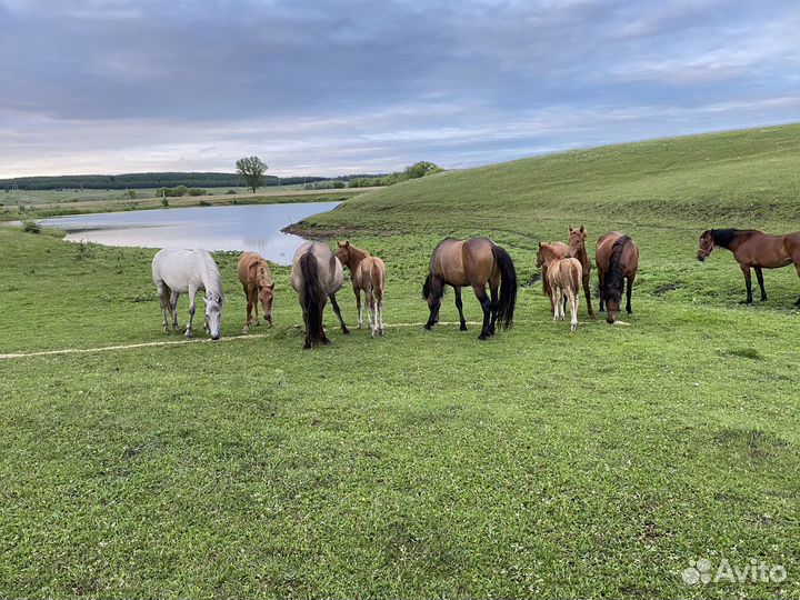 Продажа лошадей