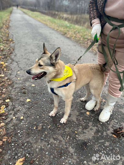 Ласковый и нежный Персик