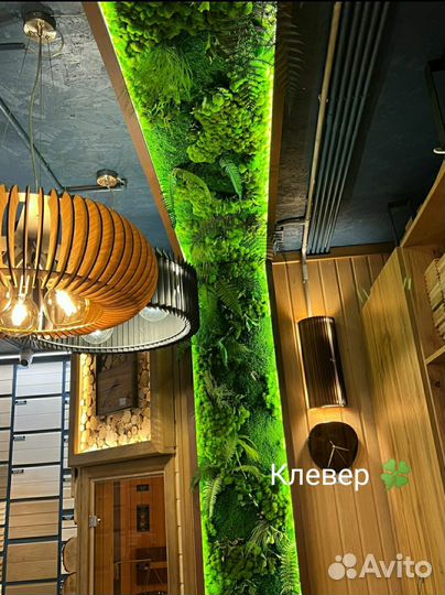 Мох на стене