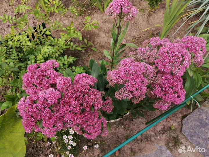 Цветы разные