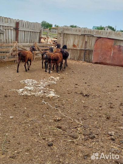 Овцы бараны ягнята