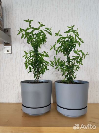 Миртовое дерево