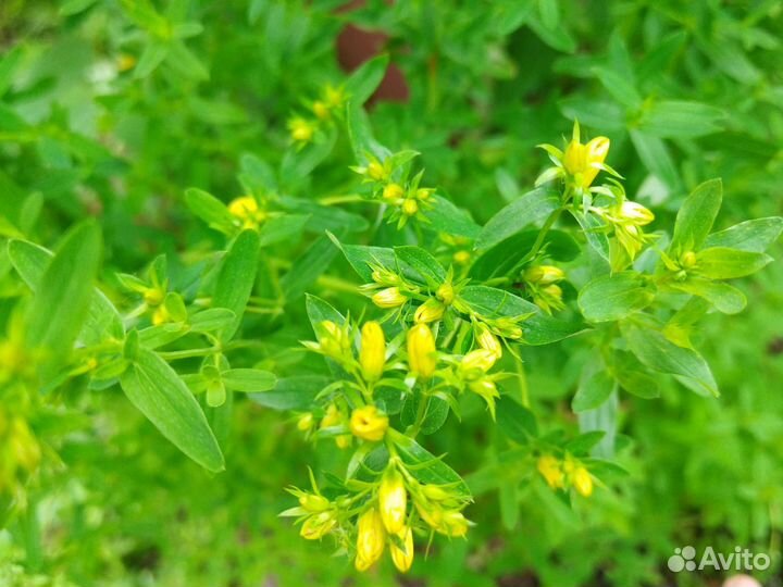 Лук Анзур, тюльпан почтой