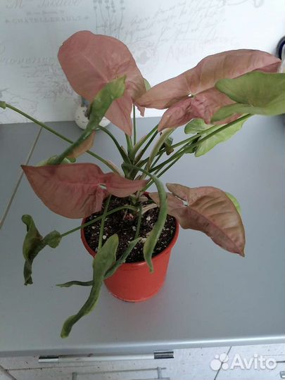 Сингониумы