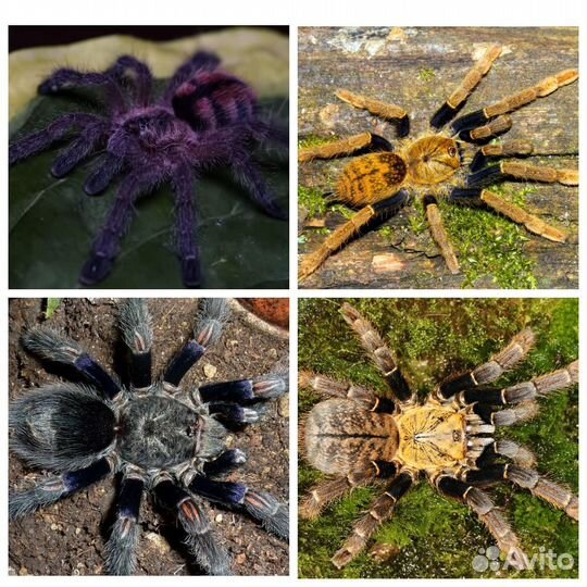 Пауки птицееды