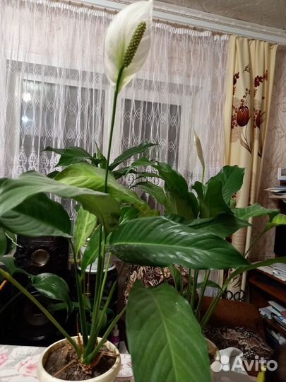 Комнатные цветы