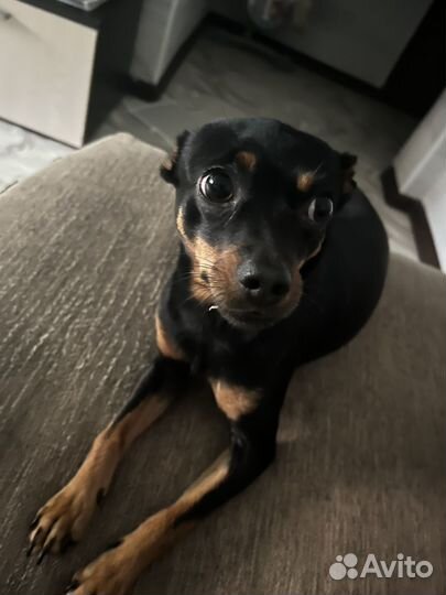 Тойтерьер для случки