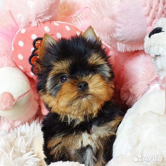 Йоркширский терьер Мини Принцесса