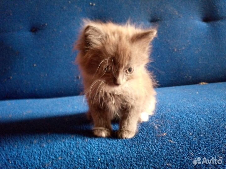 Котенок 2месяца, в добрые руки, приучен к лотку