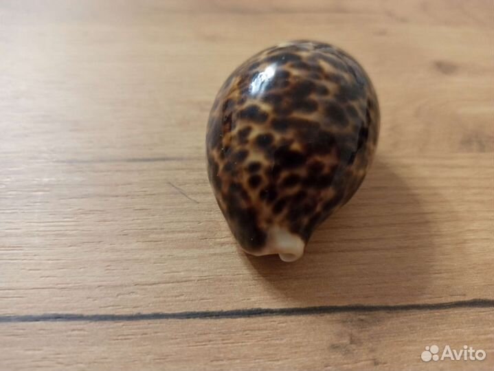 Морская раковина