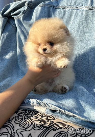 Маленький шедевр. Мини мальчик