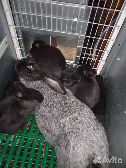 Кролики полтавское серебро и калифорнийский