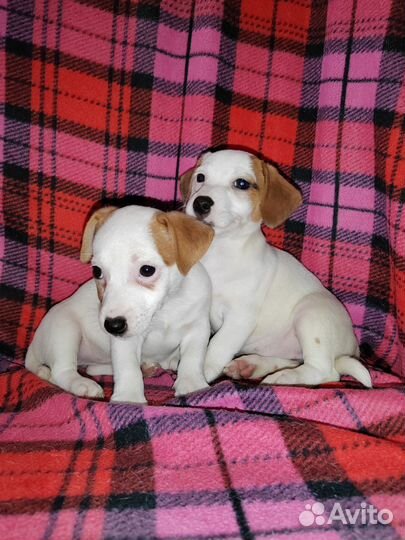 Щенки джек рассел терьер