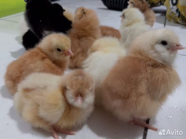 Цыплята породы брама