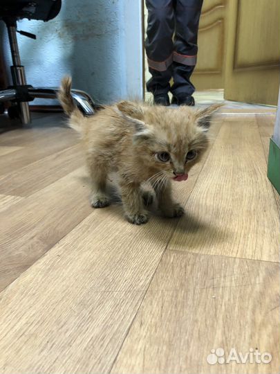 Котенок в добрые руки