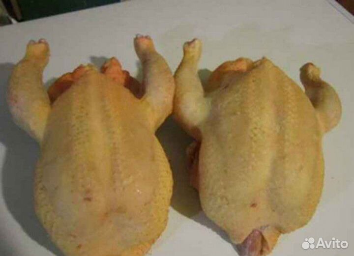 Куры бройлер