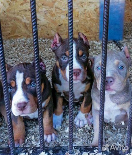 Американский булли покет/стандарт/ XL щенки
