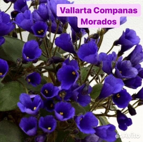 Мини и полумини фиалки