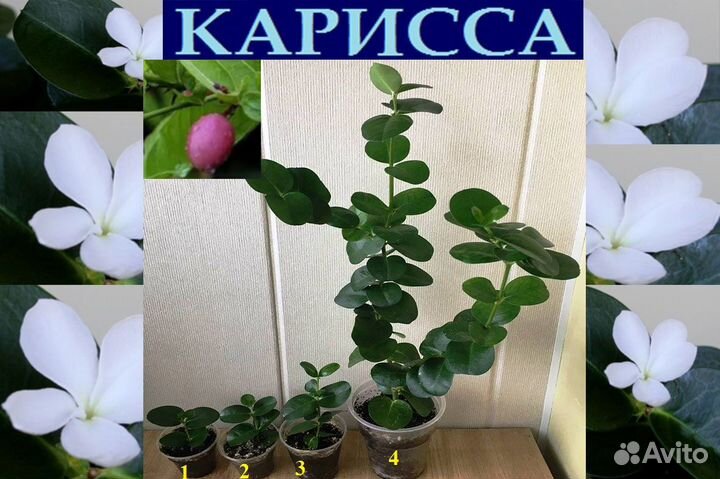 Карисса,кофе,мирт,лайм,лимон,гранат,метросид,мурай