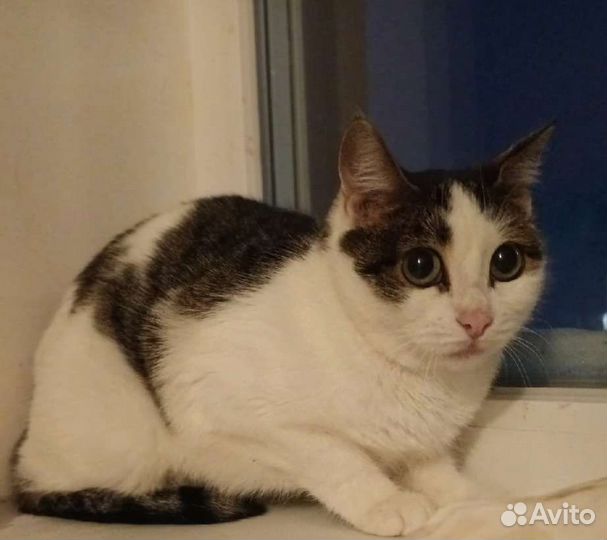 Кошка Подружка ищет дом