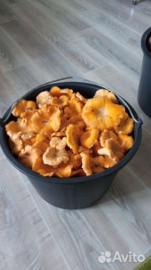 Грибы лисички свежие