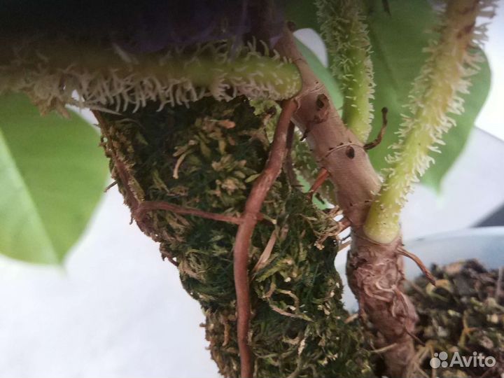 Филодендрон скваниферум