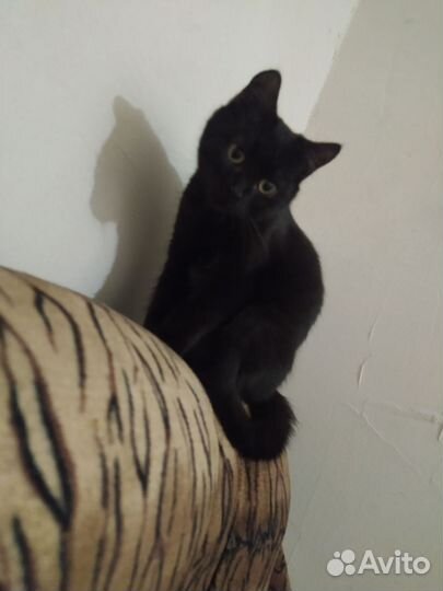 Кошка в дар