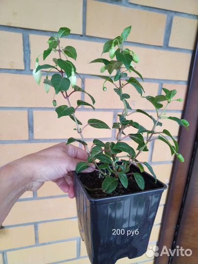 Фуксия сортовая