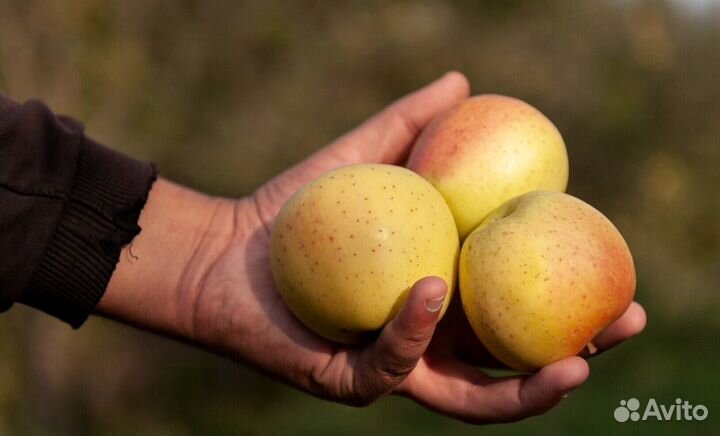 Рабочий. Сборщик яблок