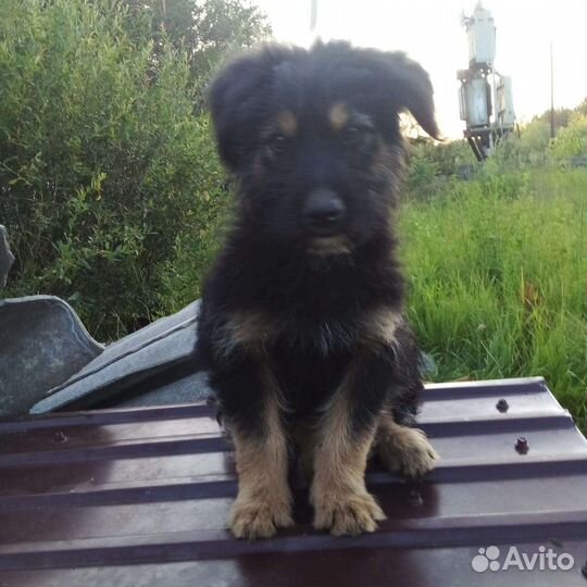 Собака в добрые руки отдам бесплатно