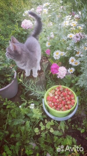 Котенок серенький полосатая радость