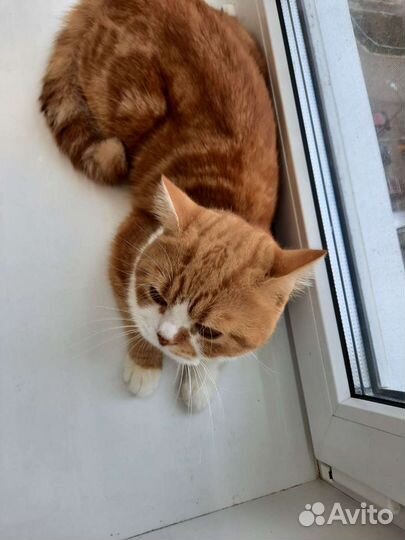 Шотландский кот на вязку