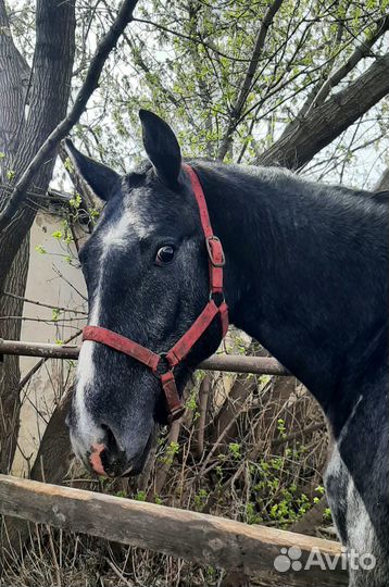 Жеребец орловский рысак